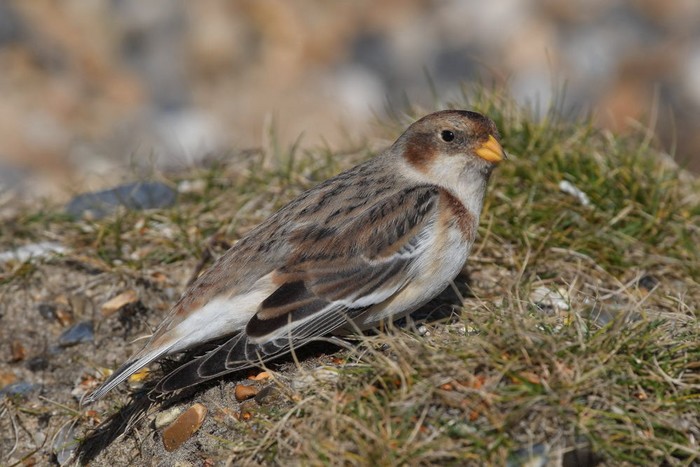 Snow Bunting