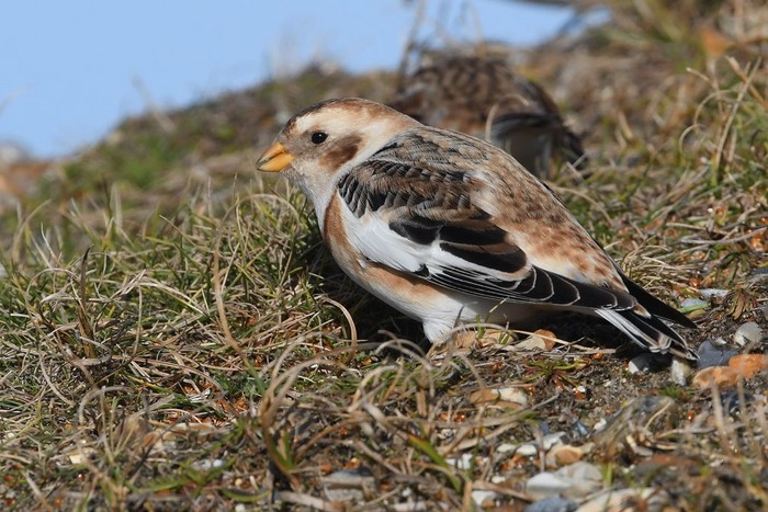 Snow Bunting