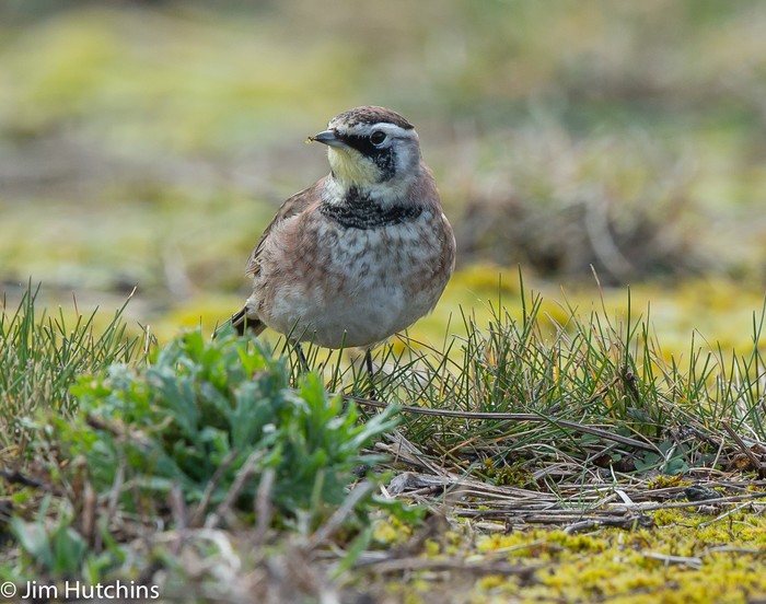 Horned Lark