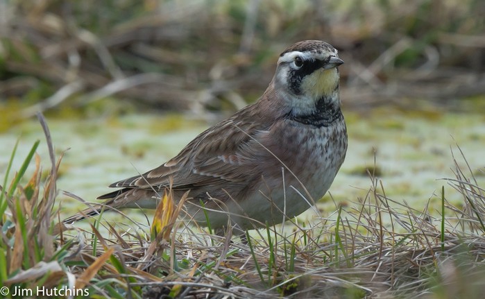 Horned Lark