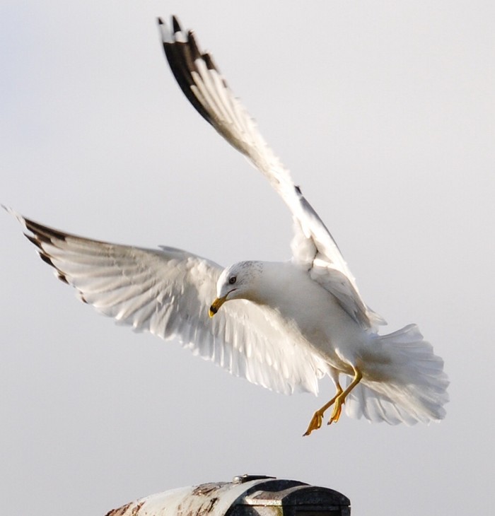 Ring-billed Gull