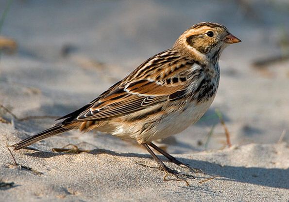 Lapland Bunting