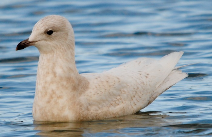 Iceland Gull