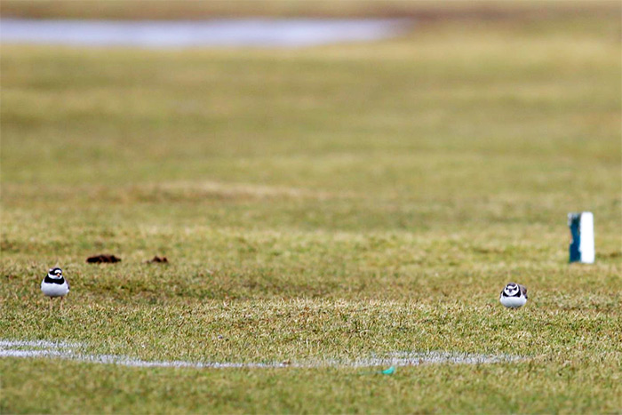 Semipalmated Plover
