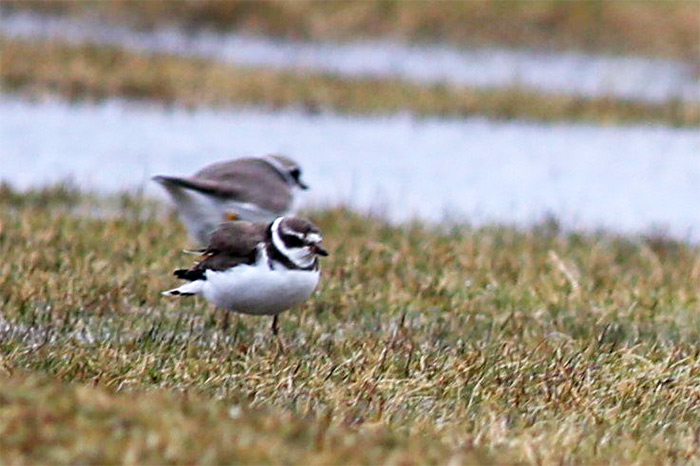 Semipalmated Plover