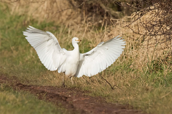 Cattle Egret