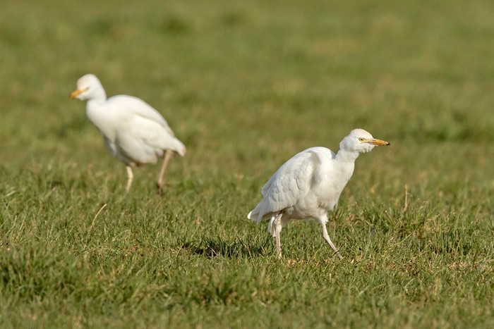 Cattle Egret