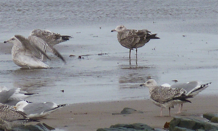 American Herring Gull