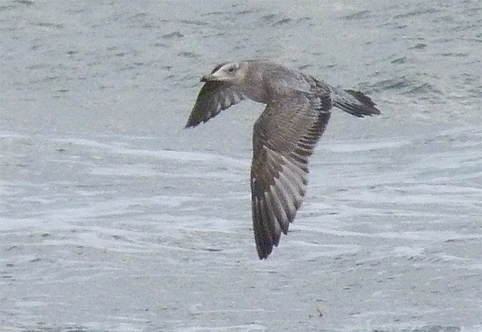 American Herring Gull
