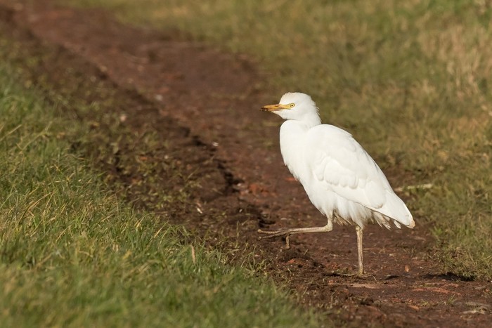 Cattle Egret