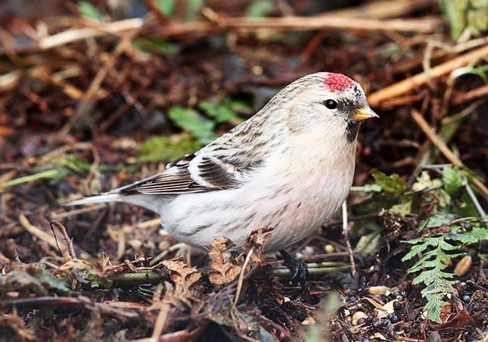 Coues's Arctic Redpoll