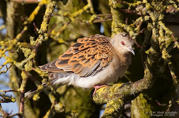 Turtle Dove