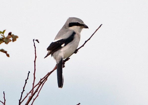 Great Grey Shrike