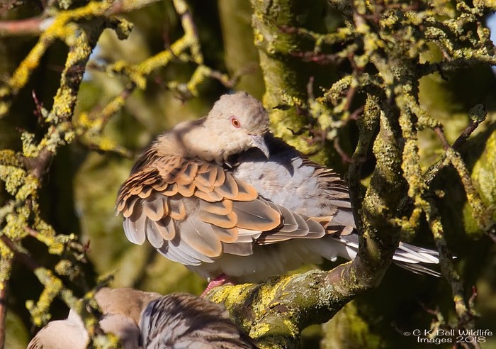 Turtle Dove