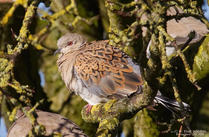 Turtle Dove