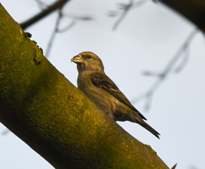 Crossbill
