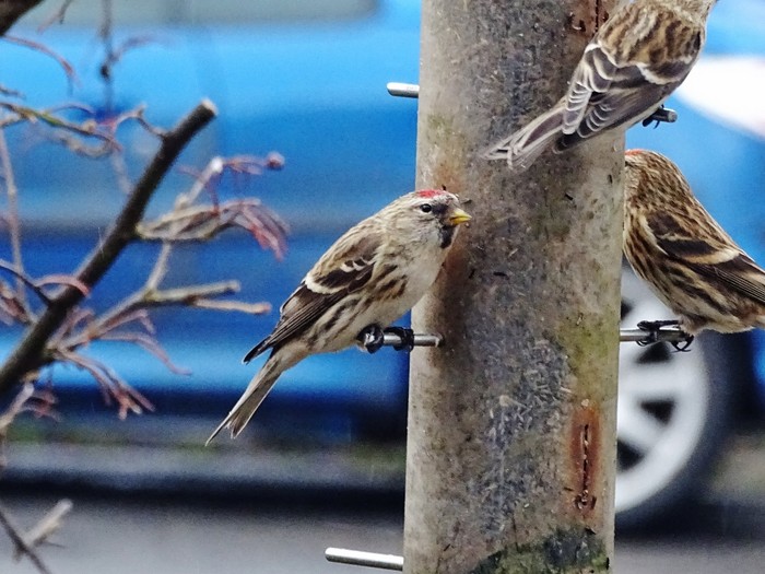 Mealy Redpoll