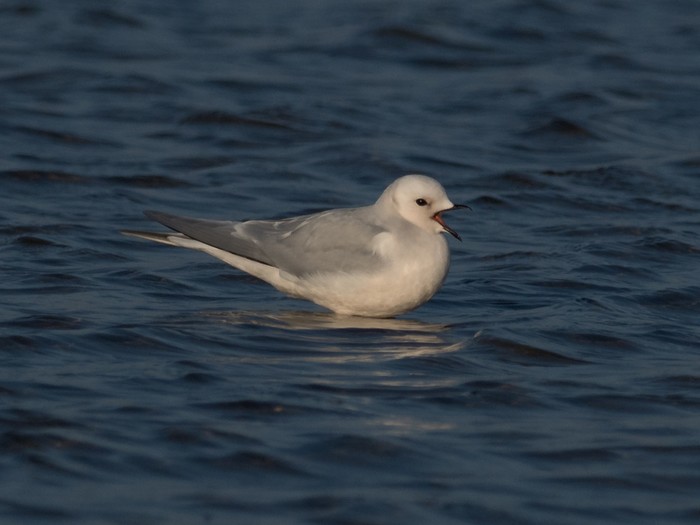 Ross's Gull