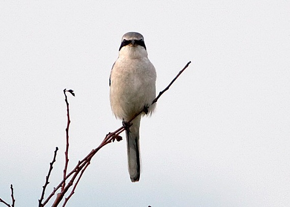 Great Grey Shrike