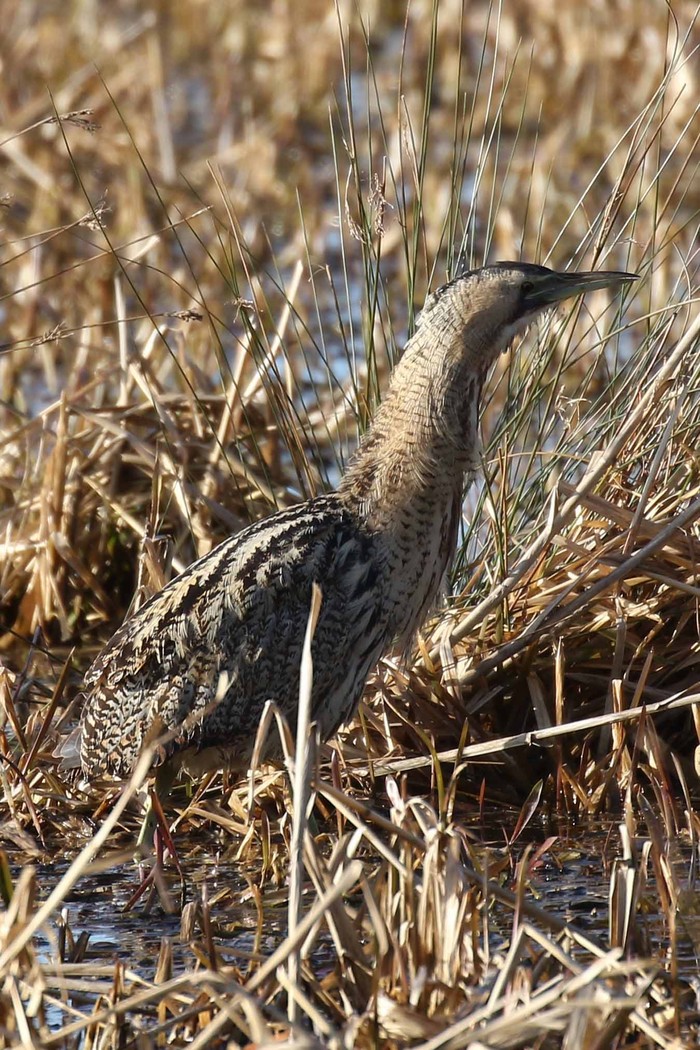 Bittern