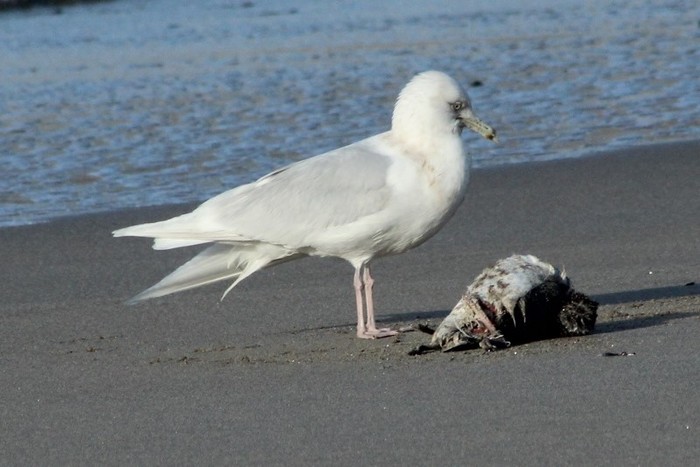 Glaucous Gull