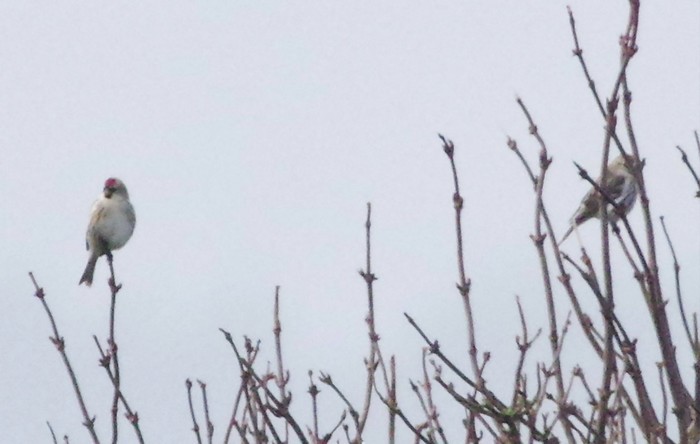 Coues's Arctic Redpoll