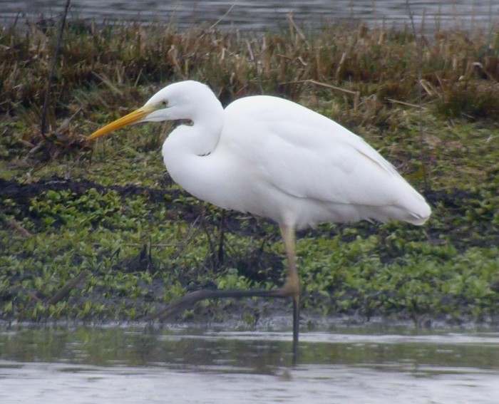 Great White Egret