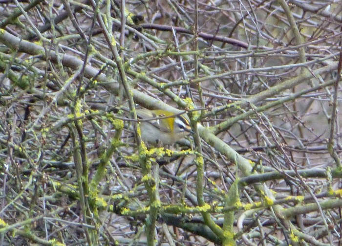 Firecrest