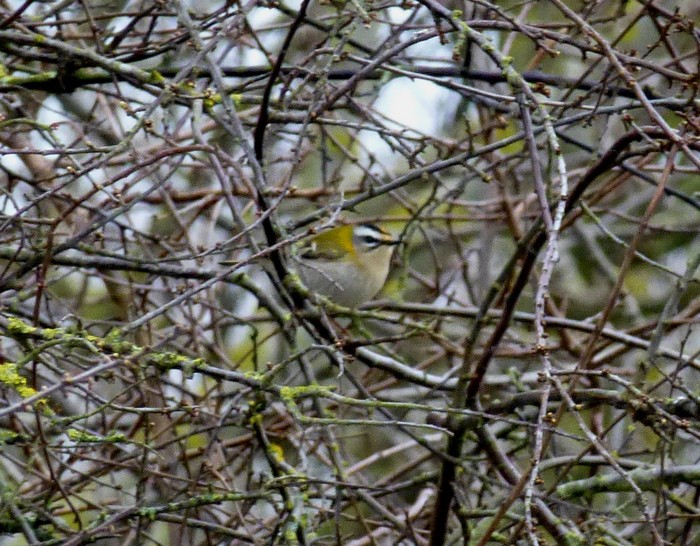 Firecrest