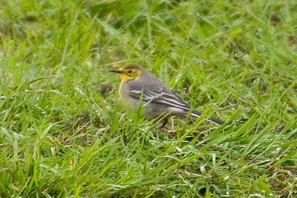 Citrine Wagtail