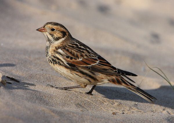 Lapland Bunting