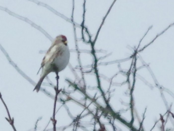 Coues's Arctic Redpoll