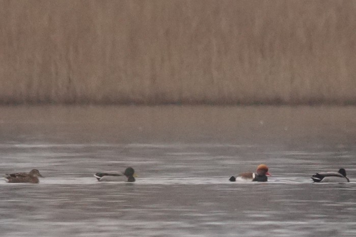 Red-crested Pochard