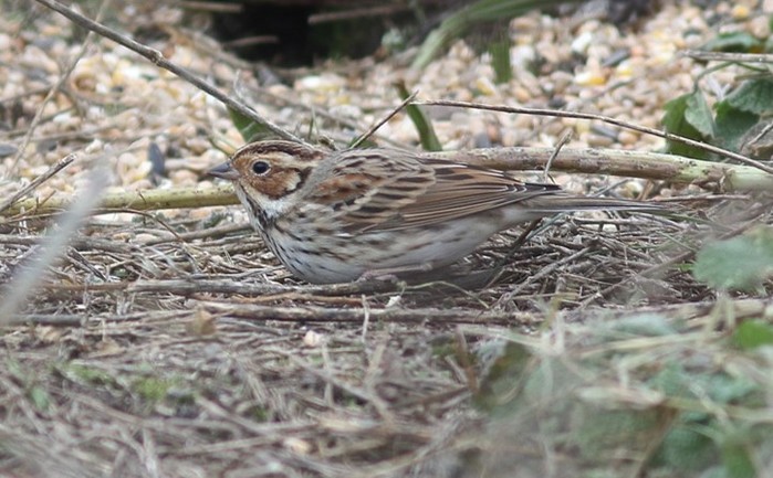 Little Bunting