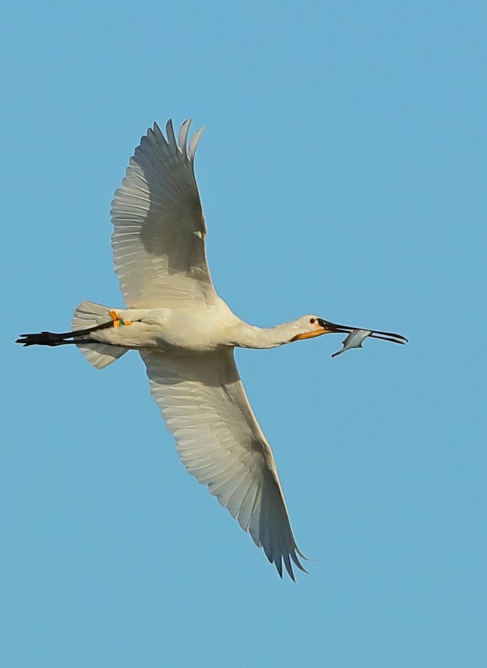 Spoonbill