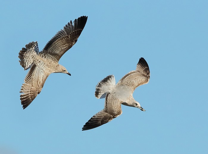 Herring Gull