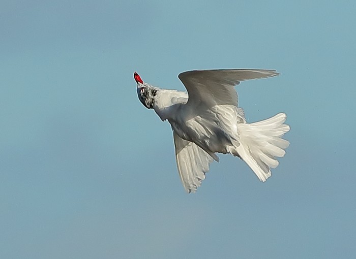 Mediterranean Gull