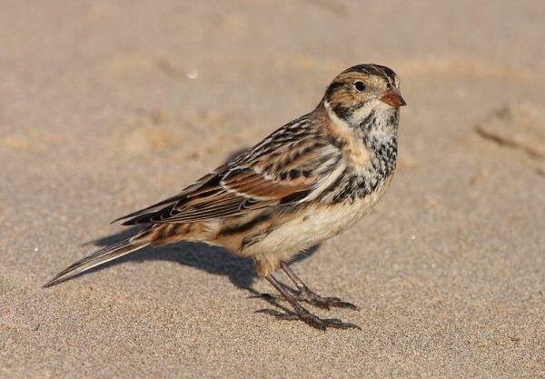 Lapland Bunting