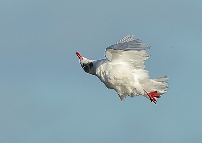 Mediterranean Gull