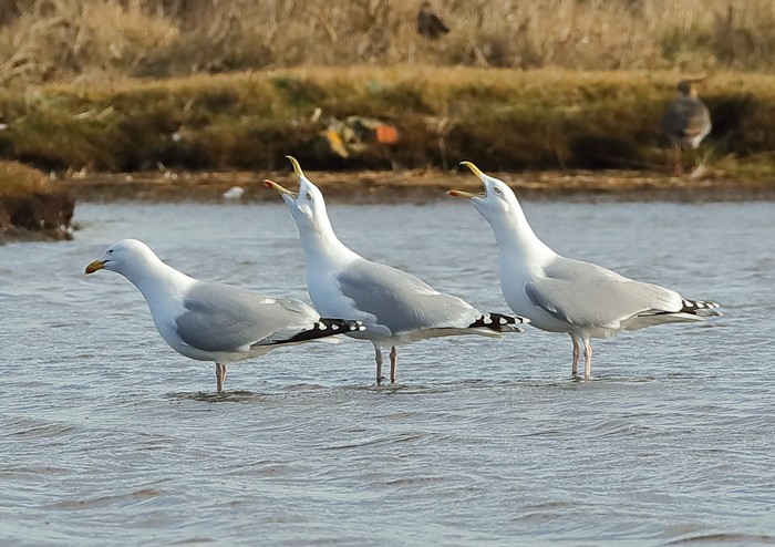 Herring Gull