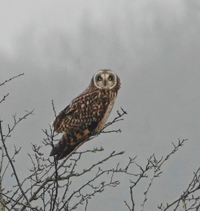 Short-eared Owl