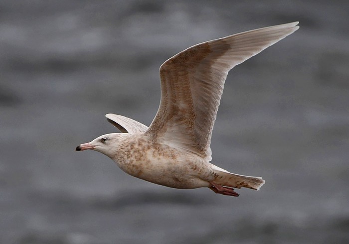Glaucous Gull