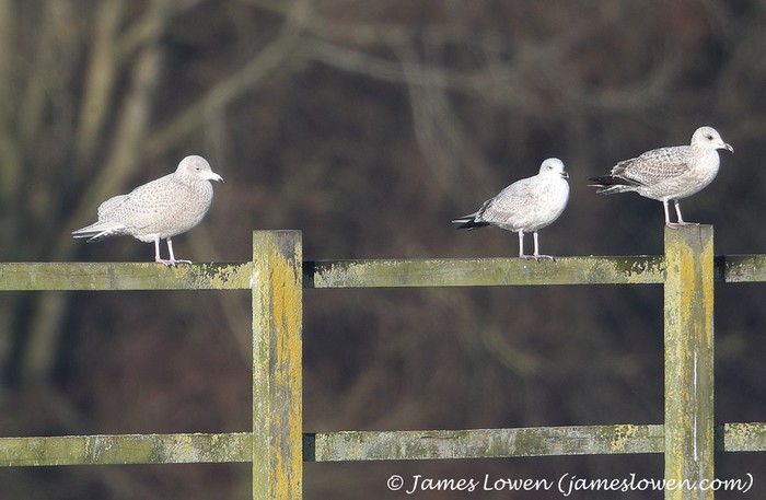Glaucous Gull