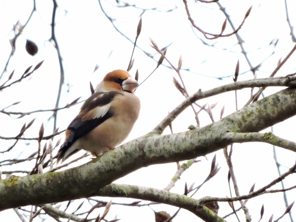 Hawfinch