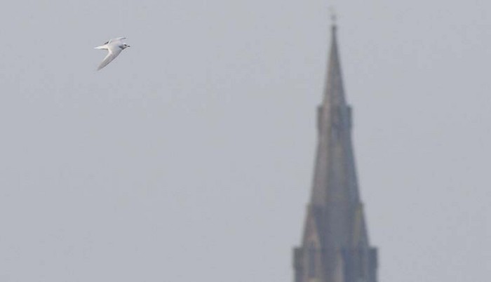 Ross's Gull