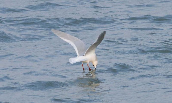 Ross's Gull