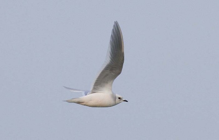 Ross's Gull