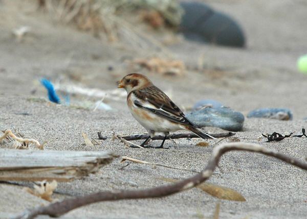 Snow Bunting