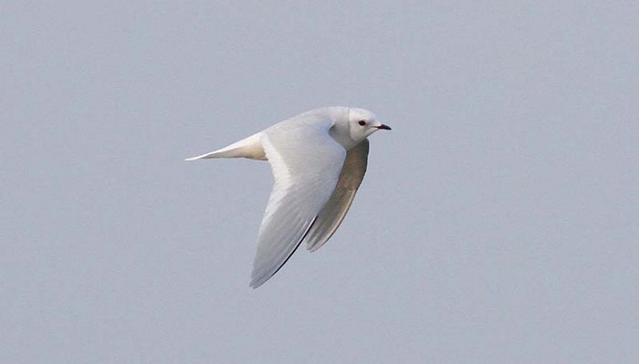 Ross's Gull