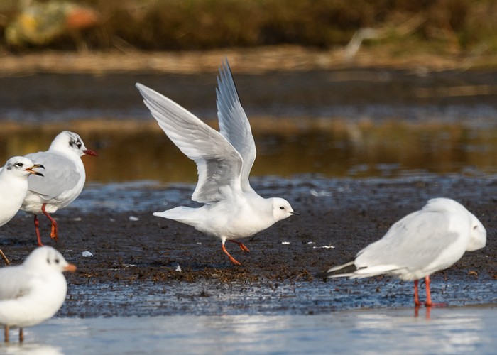 Ross's Gull